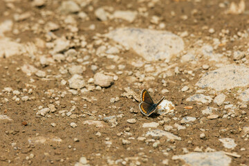 butterfly on the ground