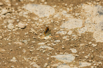 butterfly on the ground