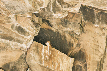 swallow on a stone wall