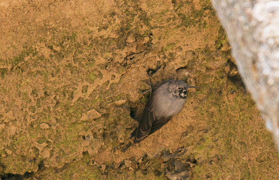 wallcreeper on a wall