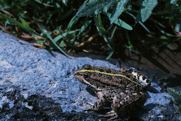 frog in the pond