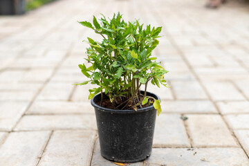 Tomato seedlings in plastic pot