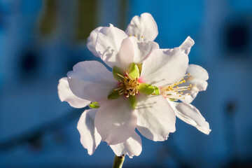 Obraz premium Bright blooming almond flowers closeup 