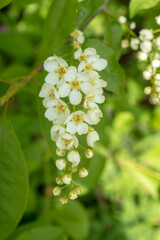 branches of blooming bird cherry closeup
