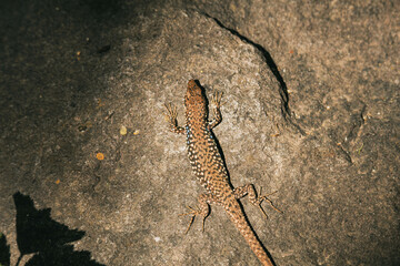 lizard on a rock
