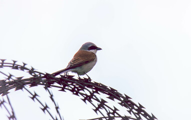 red-backed shrike on barbed wire fence