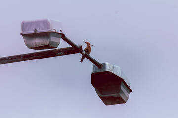 eurasian hoopoe siittng on a pillar © Vladislav