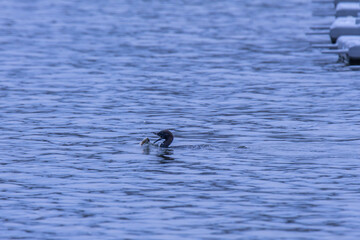 pygmy cormorant eating fish