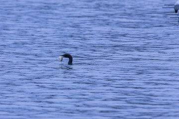 pygmy cormorant eating fish