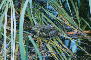 frog in the water