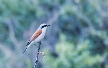 red-backed shrike on branch