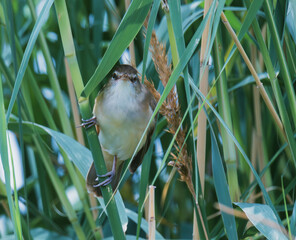 great reed warbler on a reed