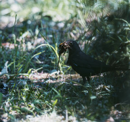 blackbird in the grass