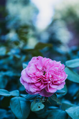 pink flower in a field