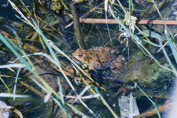 frog in the pond