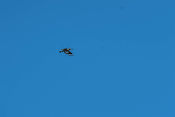 eurasian hoopoe in flight