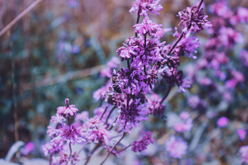 pink flowers in a field