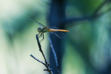 dragonfly on a branch