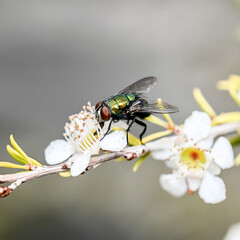 fly on a flower