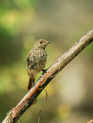 redstart on branch
