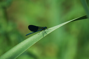dragonfly on green leaf