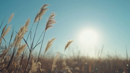 Obraz premium Golden Grass Field Under Bright Sunlight