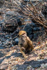 little monkey in bushes