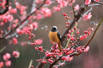 Crimson red and orange competition between plum blossoms and Daurian Redstart