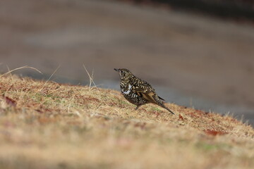Scaly Thrush looking for food on the lawn