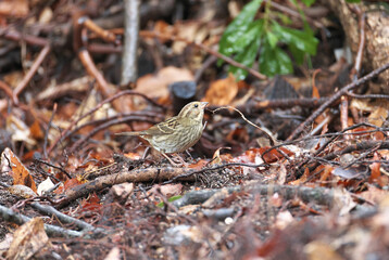 Grey Bunting looking for nuts in fallen leaves and branches