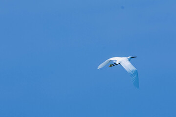 little egret in flight
