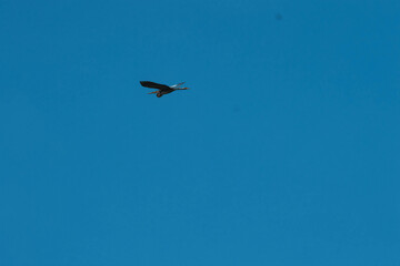 purple heron in flight