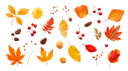 Autumn Arrangement of Dried Leaves and Rowan Berries, Symbolizing Nature's Seasonal Transition. png file of isolated cutout object with shadow on transparent background.