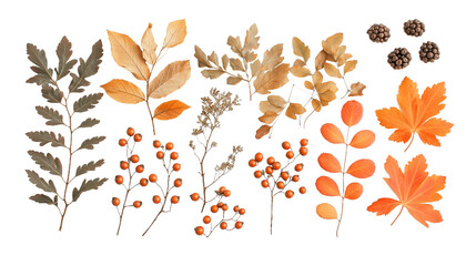 Obraz premium Autumn Arrangement of Dried Leaves and Rowan Berries, Symbolizing Nature's Seasonal Transition. png file of isolated cutout object with shadow on transparent background.