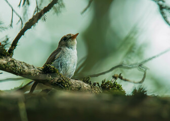 red-breasted flycatcher on branch