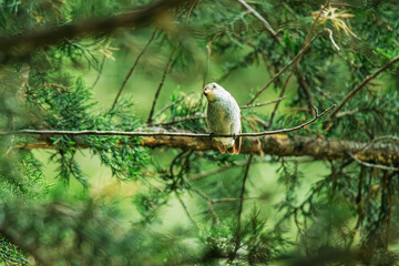 red-breasted flycatcher on branch