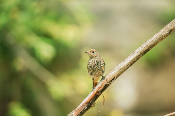 redstart on branch