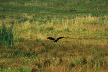 harrier in flight