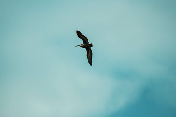 pelican in flight
