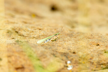 green grasshopper on the ground