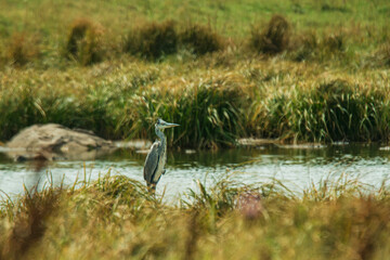 grey heron in the marsh