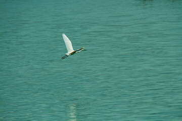 great egret in flight