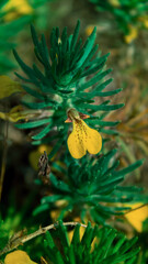 yellow flowers in the field