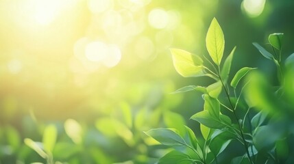 Softly Merging Organic Background with Blurred Light Colors