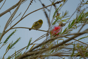 Oriental white eye on a brush tree branch