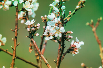 white flower on branch in the park