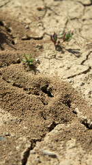 ants on ground