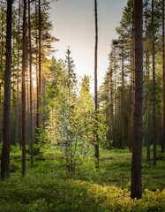 Obraz premium summer forest with green trees and blooming plants bathed in soft diffuse morning light