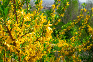 yellow flowers on the branch