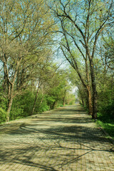 path in the park